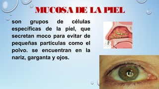 MUCOSA DE LA PIEL
son grupos de células
específicas de la piel, que
secretan moco para evitar de
pequeñas partículas como el
polvo. se encuentran en la
nariz, garganta y ojos.
 