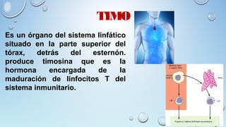 TIMO
Es un órgano del sistema linfático
situado en la parte superior del
tórax, detrás del esternón.
produce timosina que es la
hormona encargada de la
maduración de linfocitos T del
sistema inmunitario.
 