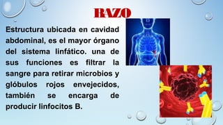 BAZO
Estructura ubicada en cavidad
abdominal, es el mayor órgano
del sistema linfático. una de
sus funciones es filtrar la
sangre para retirar microbios y
glóbulos rojos envejecidos,
también se encarga de
producir linfocitos B.
 