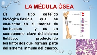 LA MÉDULA ÓSEA
Es un tipo de tejido
biológico flexible que se
encuentra en el interior de
los huesos y es un
componente clave del sistema
linfático, produciendo
los linfocitos que forman parte
del sistema inmune del cuerpo.
 