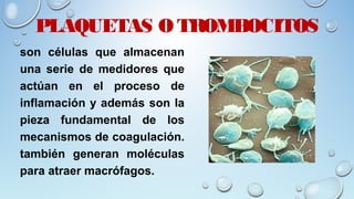 PLAQUETAS O TROMBOCITOS
son células que almacenan
una serie de medidores que
actúan en el proceso de
inflamación y además son la
pieza fundamental de los
mecanismos de coagulación.
también generan moléculas
para atraer macrófagos.
 