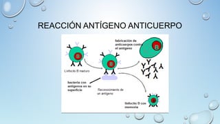 REACCIÓN ANTÍGENO ANTICUERPO
 
