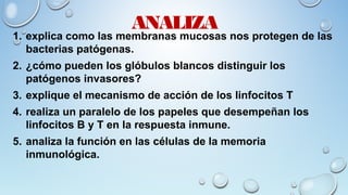 ANALIZA
1. explica como las membranas mucosas nos protegen de las
bacterias patógenas.
2. ¿cómo pueden los glóbulos blancos distinguir los
patógenos invasores?
3. explique el mecanismo de acción de los linfocitos T
4. realiza un paralelo de los papeles que desempeñan los
linfocitos B y T en la respuesta inmune.
5. analiza la función en las células de la memoria
inmunológica.
 