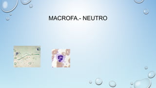 MACROFA.- NEUTRO
 
