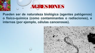 AGRESIONES
Pueden ser de naturaleza biológica (agentes patógenos)
o físico-química (como contaminantes o radiaciones), e
internas (por ejemplo, células cancerosas).
 