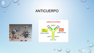 ANTICUERPO
 