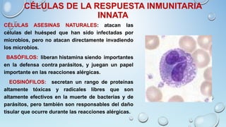 CÉLULAS DE LA RESPUESTA INMUNITARIA
INNATA
CÉLULAS ASESINAS NATURALES: atacan las
células del huésped que han sido infectadas por
microbios, pero no atacan directamente invadiendo
los microbios.
BASÓFILOS: liberan histamina siendo importantes
en la defensa contra parásitos, y juegan un papel
importante en las reacciones alérgicas.
EOSINÓFILOS: secretan un rango de proteínas
altamente tóxicas y radicales libres que son
altamente efectivos en la muerte de bacterias y de
parásitos, pero también son responsables del daño
tisular que ocurre durante las reacciones alérgicas.
 