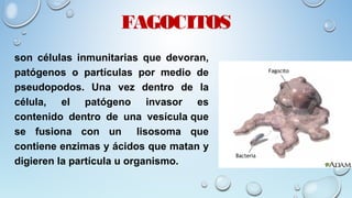 FAGOCITOS
son células inmunitarias que devoran,
patógenos o partículas por medio de
pseudopodos. Una vez dentro de la
célula, el patógeno invasor es
contenido dentro de una vesícula que
se fusiona con un lisosoma que
contiene enzimas y ácidos que matan y
digieren la partícula u organismo.
 