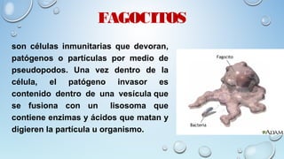 FAGOCITOS
son células inmunitarias que devoran,
patógenos o partículas por medio de
pseudopodos. Una vez dentro de la
célu...