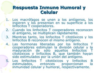 Respuesta Inmune Humoral y Celular Los macrófagos se unen a los antígenos, los ingieren y los presentan en su superficie a los linfocitos T cooperadores. Cuando los linfocitos T cooperadores reconocen el antígeno, se multiplican rápidamente. Mientras tanto, los linfocitos T citotóxicos y los linfocitos B reconocen el mismo antígeno. Las hormonas liberadas por los linfocitos T cooperadores estimulan la división celular y la maduración de sólo aquellos linfocitos T citotóxicos y linfocitos B, que también hayan sido estimulados por la unión del antígeno. Los linfocitos T citotóxicos y linfocitos B estimulados, entonces proporcionan la inmunidad celular y humoral, respectivamente. 