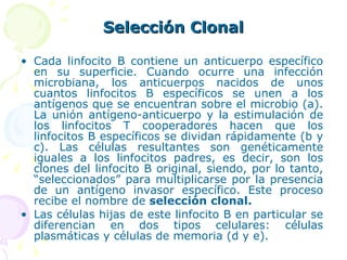 Selección Clonal Cada linfocito B contiene un anticuerpo específico en su superficie. Cuando ocurre una infección microbiana, los anticuerpos nacidos de unos cuantos linfocitos B específicos se unen a los antígenos que se encuentran sobre el microbio (a). La unión antígeno-anticuerpo y la estimulación de los linfocitos T cooperadores hacen que los linfocitos B específicos se dividan rápidamente (b y c). Las células resultantes son genéticamente iguales a los linfocitos padres, es decir, son los clones del linfocito B original, siendo, por lo tanto, “seleccionados” para multiplicarse por la presencia de un antígeno invasor específico. Este proceso recibe el nombre de  selección clonal.   Las células hijas de este linfocito B en particular se diferencian en dos tipos celulares: células plasmáticas y células de memoria (d y e). 
