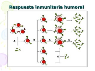 Respuesta inmunitaria humoral   