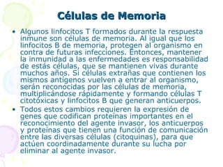 Células de Memoria Algunos linfocitos T formados durante la respuesta inmune son células de memoria. Al igual que los linfocitos B de memoria, protegen al organismo en contra de futuras infecciones. Entonces, mantener la inmunidad a las enfermedades es responsabilidad de estás células, que se mantienen vivas durante muchos años. Si células extrañas que contienen los mismos antígenos vuelven a entrar al organismo, serán reconocidas por las células de memoria, multiplicándose rápidamente y formando células T citotóxicas y linfocitos B que generan anticuerpos. Todos estos cambios requieren la expresión de genes que codifican proteínas importantes en el reconocimiento del agente invasor, los anticuerpos y proteínas que tienen una función de comunicación entre las diversas células (citoquinas), para que actúen coordinadamente durante su lucha por eliminar al agente invasor. 