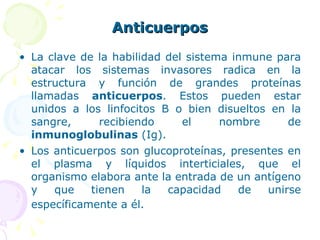 Anticuerpos La clave de la habilidad del sistema inmune para atacar los sistemas invasores radica en la estructura y función de grandes proteínas llamadas  anticuerpos . Estos pueden estar unidos a los linfocitos B o bien disueltos en la sangre, recibiendo el nombre de  inmunoglobulinas  (Ig). Los anticuerpos son glucoproteínas, presentes en el plasma y líquidos interticiales, que el organismo elabora ante la entrada de un antígeno y que tienen la capacidad de unirse específicamente a él.   