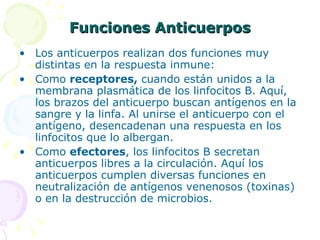Funciones Anticuerpos Los anticuerpos realizan dos funciones muy distintas en la respuesta inmune: Como  receptores,  cuando están unidos a la membrana plasmática de los linfocitos B. Aquí, los brazos del anticuerpo buscan antígenos en la sangre y la linfa. Al unirse el anticuerpo con el antígeno, desencadenan una respuesta en los linfocitos que lo albergan. Como  efectores , los linfocitos B secretan anticuerpos libres a la circulación. Aquí los anticuerpos cumplen diversas funciones en neutralización de antígenos venenosos (toxinas) o en la destrucción de microbios.   