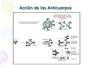 Acción de los Anticuerpos 