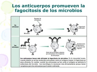 Los anticuerpos promueven la fagocitosis de los microbios 
