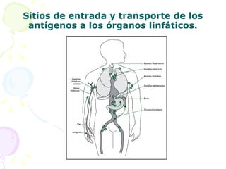 Sitios de entrada y transporte de los antígenos a los órganos linfáticos. 