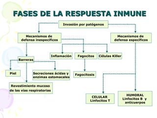 FASES DE LA RESPUESTA INMUNE Invasión por patógenos Mecanismos de  defensa inespecíficos Mecanismos de  defensa específicos Inflamación Fagocitos Células Killer Barreras Secreciones ácidas y  enzimas estomacales Fagocitosis Piel Revestimiento mucoso  de las vías respiratorias   CELULAR  Linfocitos T HUMORAL Linfocitos B  y  anticuerpos 