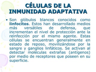 CÉLULAS DE LA INMUNIDAD ADAPTATIVA Son glóbulos blancos conocidos como  linfocitos . Estos han desarrollado medios más versátiles de defensa, que incrementan el nivel de protección ante la reinfección por el mismo agente. Estas células se encuentran generalmente en estado de reposo, movilizándose por la sangre y ganglios linfáticos. Se activan al detectar moléculas extrañas (antígenos) por medio de receptores que poseen en su superficie. 