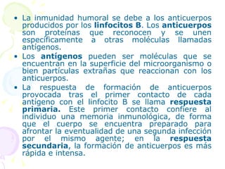 La inmunidad humoral se debe a los anticuerpos producidos por los  linfocitos B . Los  anticuerpos  son proteínas que reconocen y se unen específicamente a otras moléculas llamadas antígenos. Los  antígenos  pueden ser moléculas que se encuentran en la superficie del microorganismo o bien partículas extrañas que reaccionan con los anticuerpos. La respuesta de formación de anticuerpos provocada tras el primer contacto de cada antígeno con el linfocito B se llama  respuesta primaria.  Este primer contacto confiere al individuo una memoria inmunológica, de forma que el cuerpo se encuentra preparado para afrontar la eventualidad de una segunda infección por el mismo agente; en la  respuesta secundaria , la formación de anticuerpos es más rápida e intensa.  