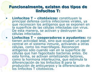 Funcionalmente, existen dos tipos de linfocitos T: Linfocitos T – citotóxicos:  constituyen la principal defensa contra infecciones virales, ya que reconocen los antígenos que se exponen en la superficie de las células infectadas con virus. De esta manera, se activan y destruyen las células infectadas. Linfocitos T – cooperadores o ayudantes:  no tienen actividad letal, sino que ocupan un papel central en el sistema inmune, activando a otras células, como los macrófagos. Reconocen antígenos sólo cuando van en la superficie de células que han fagocitado bacterias antes. De esta forma, se activan sintetizando factores, como la hormona interleucina, que estimula la diferenciación de los linfocitos B para la producción de anticuerpos y la diferenciación de los linfocitos T citotóxicos. 
