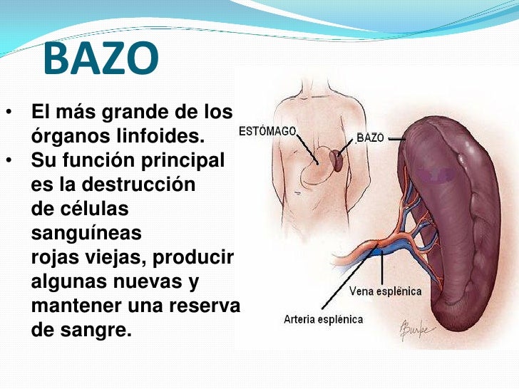 Sistema inmunológico linfático