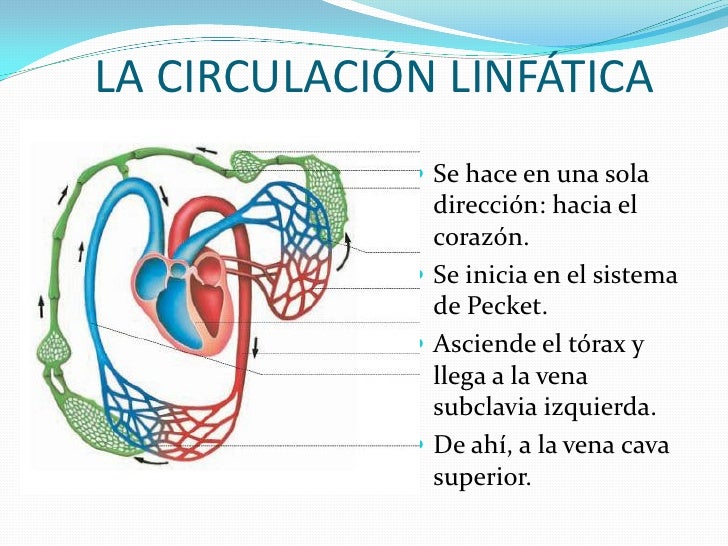 Circulacion De La Linfa En El Ganglio Linfatico