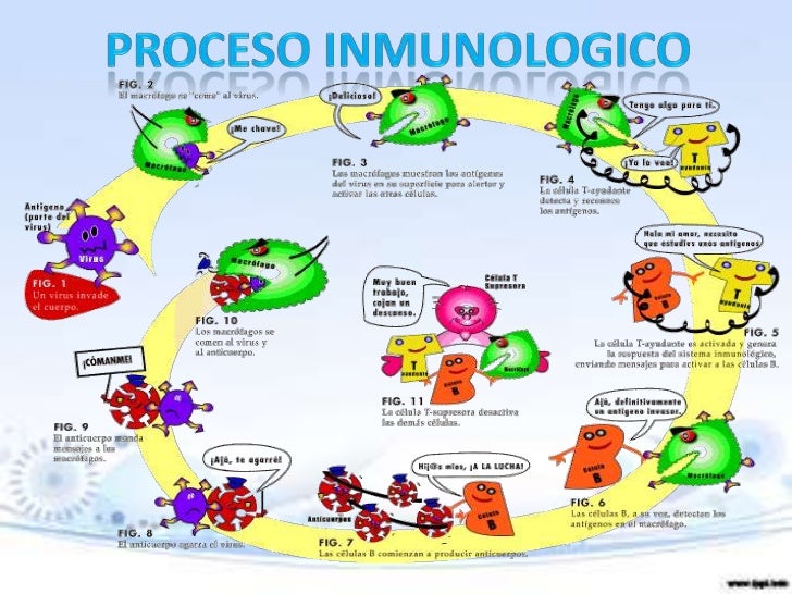 Sistema inmunologico