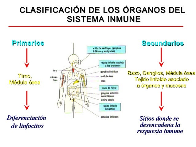 Sistema Inmunológico