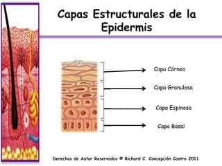 Capas Estructurales de la
         Epidermis


                                            Capa Córnea


                                            Capa Granulosa


                                             Capa Espinoso


                                             Capa Basal




Derechos de Autor Reservados © Richard C. Concepción Castro 2011
 