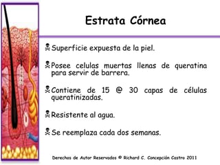 Estrata Córnea

 Superficie expuesta de la piel.
 Posee  celulas muertas llenas de queratina
  para servir de barrera.

 Contiene  de 15 @ 30 capas de células
  queratinizadas.

 Resistente al agua.
 Se reemplaza cada dos semanas.

  Derechos de Autor Reservados © Richard C. Concepción Castro 2011
 