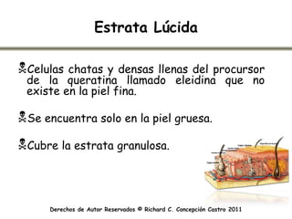 Estrata Lúcida

Celulas chatas y densas llenas del procursor
 de la queratina llamado eleidina que no
 existe en la piel fina.

Se encuentra solo en la piel gruesa.
Cubre la estrata granulosa.



      Derechos de Autor Reservados © Richard C. Concepción Castro 2011
 