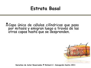 Estrata Basal


Capa  única de células cilíndricas que pasa
 por mitosis y emigran luego a través de las
 otras capas hasta que se desprenden.




     Derechos de Autor Reservados © Richard C. Concepción Castro 2011
 