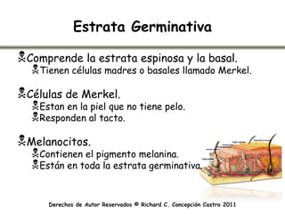 Estrata Germinativa

Comprende la estrata espinosa y la basal.
  Tienen células madres o basales llamado Merkel.
Células de Merkel.
  Estan en la piel que no tiene pelo.
  Responden al tacto.
Melanocitos.
  Contienen el pigmento melanina.
  Están en toda la estrata germinativa.


      Derechos de Autor Reservados © Richard C. Concepción Castro 2011
 