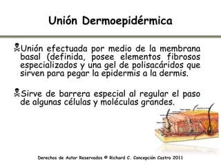 Unión Dermoepidérmica

Unión  efectuada por medio de la membrana
 basal (definida, posee elementos fibrosos
 especializados y una gel de polisacáridos que
 sirven para pegar la epidermis a la dermis.

Sirve de barrera especial al regular el paso
 de algunas células y moléculas grandes.




     Derechos de Autor Reservados © Richard C. Concepción Castro 2011
 