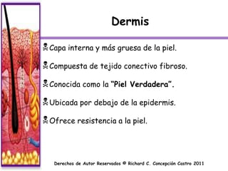 Dermis

 Capa interna y más gruesa de la piel.
 Compuesta de tejido conectivo fibroso.
 Conocida como la “Piel           Verdadera”.

 Ubicada por debajo de la epidermis.
 Ofrece resistencia a la piel.



   Derechos de Autor Reservados © Richard C. Concepción Castro 2011
 