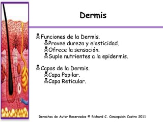 Dermis

 Funciones de la Dermis.
   Provee dureza y elasticidad.
   Ofrece la sensación.
   Suple nutrientes a la epidermis.
 Capas de la Dermis.
   Capa Papilar.
   Capa Reticular.



 Derechos de Autor Reservados © Richard C. Concepción Castro 2011
 