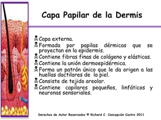 Capa Papilar de la Dermis

 Capa externa.
 Formada por      papilas dérmicas que se
  proyectan en la epidermis.
 Contiene fibras finas de colágeno y elásticas.
 Contiene la unión dermoepidérmica.
 Forma un patrón único que le da origen a las
  huellas dactilares de la piel.
 Consiste de tejido areolar.
 Contiene capilares pequeños, linfáticos y
  neuronas sensoriales.



 Derechos de Autor Reservados © Richard C. Concepción Castro 2011
 