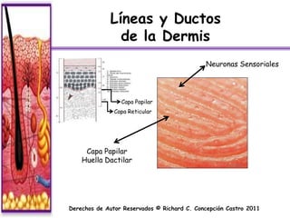 Líneas y Ductos
               de la Dermis
                                             Neuronas Sensoriales




                 Capa Papilar
               Capa Reticular




     Capa Papilar
    Huella Dactilar




Derechos de Autor Reservados © Richard C. Concepción Castro 2011
 