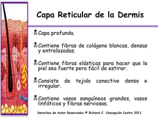 Capa Reticular de la Dermis

 Capa profunda.
 Contiene fibras de colágeno blancas, densas
 y entrelazadas.

 Contiene fibras elásticas para hacer que la
 piel sea fuerte pero fácil de estirar.

 Consiste       de     tejido       conectivo        denso         e
 irregular.

 Contiene  vasos sanguíneos grandes, vasos
 linfáticos y fibras nerviosas.
 Derechos de Autor Reservados © Richard C. Concepción Castro 2011
 