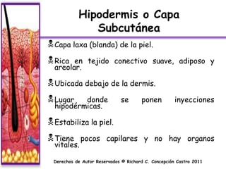 Hipodermis o Capa
              Subcutánea
 Capa laxa (blanda) de la piel.
 Rica  en tejido conectivo suave, adiposo y
  areolar.

 Ubicada debajo de la dermis.
 Lugar   donde              se       ponen          inyecciones
  hipodérmicas.

 Estabiliza la piel.
 Tiene      pocos capilares y no hay organos
  vitales.

 Derechos de Autor Reservados © Richard C. Concepción Castro 2011
 