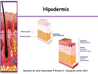 Hipodermis




Derechos de Autor Reservados © Richard C. Concepción Castro 2011
 