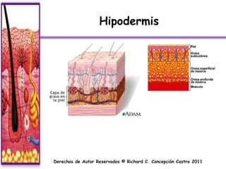 Hipodermis




Derechos de Autor Reservados © Richard C. Concepción Castro 2011
 