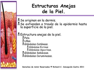 Estructuras Anejas
                de la Piel.
 Se originan en la dermis.
 Se extienden a través de               la epidermis hasta
  la superficie de la piel.

 Estructura anejas de la piel.
    Pelo.
    Uñas.
    Glándulas Cutáneas.
        Glándulas Ecrinas
        Glándulas Apocrinas.
    Glándulas Sebáceas.
    Glándulas Ceruminosas.


   Derechos de Autor Reservados © Richard C. Concepción Castro 2011
 