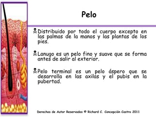 Pelo

 Distribuido por todo el cuerpo excepto en
  las palmas de la manos y las plantas de los
  pies.

 Lanugo es un pelo fino y suave que se forma
  antes de salir al exterior.

 Pelo terminal es un pelo áspero que se
  desarrolla en las axilas y el pubis en la
  pubertad.




 Derechos de Autor Reservados © Richard C. Concepción Castro 2011
 