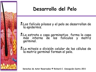 Desarrollo del Pelo


 Los folículo pilosos y el pelo se desarrollan de
  la epidermis.

 La estrata o capa germinativa               forma la capa
  más interna           de     los     folículos y matriz
  germinal.

 La mitosis o divisióncelular de las células de
  la matriz germinal forman el pelo.




 Derechos de Autor Reservados © Richard C. Concepción Castro 2011
 