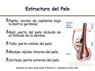 Estructura del Pelo

Papila:racimo de capilares bajo
 la matriz germinal.

Raíz:  parte del pelo incluida en
 el folículo de la dermis.

Tallo: parte visible del pelo.
Medula: núcleo interno del pelo.
Corteza: parte externa del pelo.
      Derechos de Autor Reservados © Richard C. Concepción Castro 2011
 