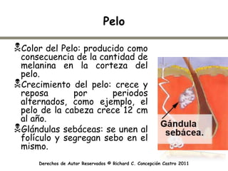 Pelo

Color del Pelo: producido como
 consecuencia de la cantidad de
 melanina en la corteza del
 pelo.
Crecimiento del pelo: crece y
 reposa       por      periodos
 alternados, como ejemplo, el
 pelo de la cabeza crece 12 cm
 al año.
Glándulas sebáceas: se unen al
 folículo y segregan sebo en el
 mismo.
     Derechos de Autor Reservados © Richard C. Concepción Castro 2011
 