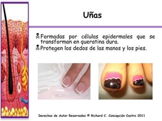 Uñas

 Formadas   por células epidermales que se
  transforman en queratina dura.
 Protegen los dedos de las manos y los pies.




 Derechos de Autor Reservados © Richard C. Concepción Castro 2011
 
